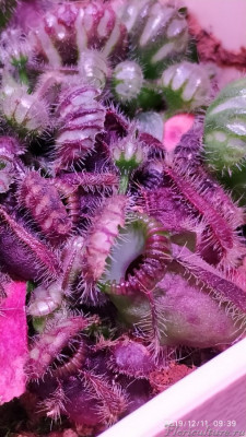 Кончик крышки кувшина