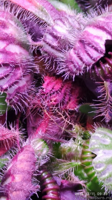 Естественное отсыхание кувшина, на данный момент к нему просто не подобраться чтобы удалить.