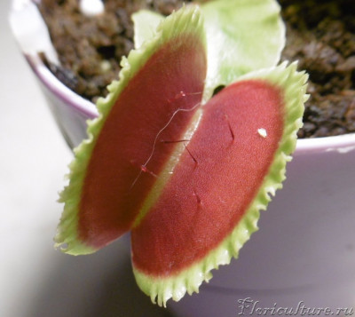 BZ Razorback tr .JPG