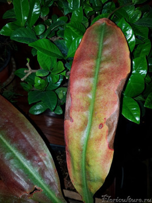 Косячный лист