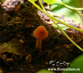 Галерина моховая, молодой гриб