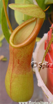 nepenthes непентес