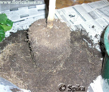 �������� ��� ������