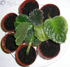 ���������� ������� ������