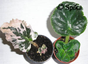 ����� ������