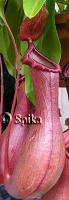 nepenthes  